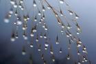 Dewdrops, Huansan, China