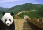 Panda at the Great Wall of China