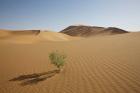 China, Gansu Province. Lone plant casts shadow on Badain Jaran Desert.