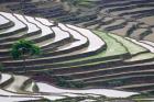 Rice terraces, Yuanyang, Yunnan Province, China.