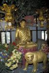 Gold Tiger and Bhuddha Sculpture at the Golden Temple, China