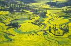 Yellow Rape Flowers Cover Qianqiou Terraces, China