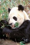 China, Wolong Nature Reserve, Giant panda bear