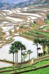 Asia, China, Yunnan Province, Jiayin. Flooded terraces