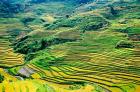 China, Yuanjiang, Cloudy Sea Terrace, Agriculture