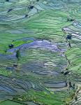 Flooded Tiger's Mouth Terraces, Yuanyang, Yunnan, China