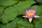 Hong Kong, Chi Lin, Lily pond flower