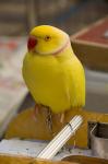 Hong Kong. Bird Garden, parrot tropical bird