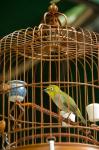 Hong Kong, Bird Garden, Market, Caged pet birds