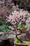 Pink spring blooms on tree, Yu Yuan Gardens, Shanghai, China