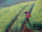 Chinese Woman Walking in Field of Rapeseed near Ping? an Village, Li River, China