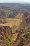 Shepard, Yellow Valley cliff, Taigu, Shanxi, China