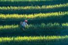 Zhuang Girl in the Rice Terrace, China