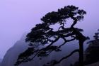 Seeing Off Pine Tree on Mt Huangshan (Yellow Mountain), China