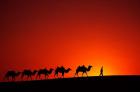Camel Caravan at Sunrise, Silk Road, China