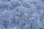 Forest Covered with Snow, Mt Huangshan (Yellow Mountain), China