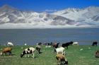 View of Grazing Sheep, Karakuli Lake and Mt Kunlun, Silk Road, China