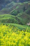 Landscape of Canola and Terraced Rice Paddies, China