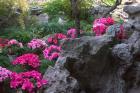 Flowers and Rocks in Traditional Chinese Garden, China