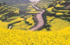Mountain Path Covered by Canola Fields, China