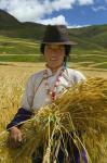 Tibetan Farmer Harvesting Barley, East Himalayas, Tibet, China