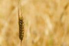 Closeup of Barley, East Himalayas, Tibet, China