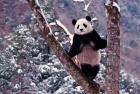 Giant Panda Standing on Tree, Wolong, Sichuan, China