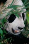 Panda, Wolong, Sichuan, China