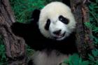 Panda Cub with Tree, Wolong, Sichuan Province, China