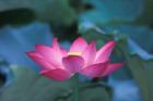 Red Lotus Flower, Hangzhou, Zhejiang Province, China