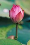 Lotus flower bud, Hangzhou, Zhejiang Province, China