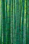 Bamboo forest, Hangzhou, Zhejiang Province, China