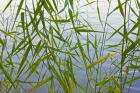 Bamboo Growing Waterside, China