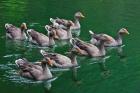 Ducks on the lake, Zhejiang Province, China