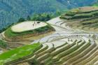 Rice Terrace with Water Buffalo, Longsheng, Guangxi Province, China