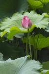 Lotus in a pond, Suzhou, Jiangsu Province, China