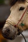 Tibetan Horse, China