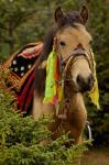 Horse at the Horse Racing Festival, Zhongdian, Deqin Tibetan Autonomous Prefecture, Yunnan Province, China