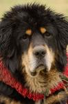 Tibetan Mastiff Dog at the Horse Racing Festival, Zhongdian, Deqin Tibetan Autonomous Prefecture, Yunnan Province, China