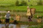 Bai Minority Carrying Rice Plants in Baskets, Jianchuan County, Yunnan Province, China