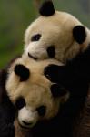 Pair of Giant panda bears