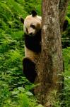 Giant panda bear Climbing a Tree