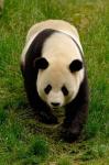 Giant Panda Walking