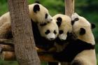 Four Giant panda bears