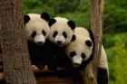 Three Giant panda bears