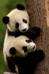 Giant Panda Babies, Wolong China Conservation and Research Center for the Giant Panda, Sichuan Province, China