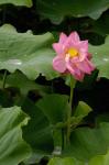 Lotus Lilies, Yunnan Province, China