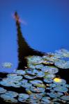Lily Pond and Temple Reflection in Blue, China