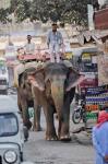 Colorfully decorated elephant, Amber Fort, Jaipur, India