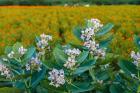 Flower field, southern India